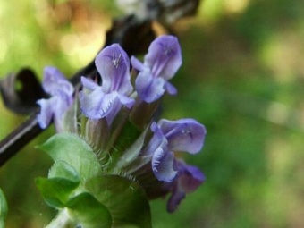 Tiny Flowers