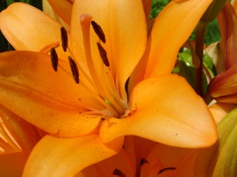 Orange lily