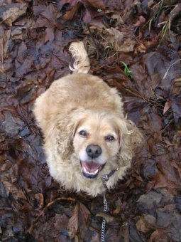 Happy Dog