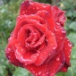 Roses are Wet