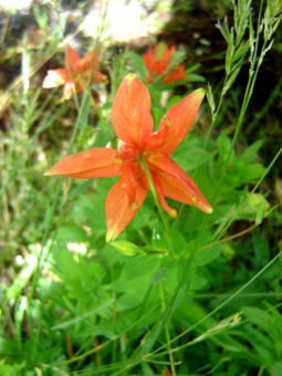 Orange beauty