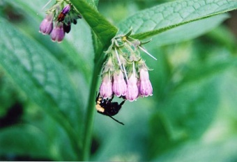 Bee