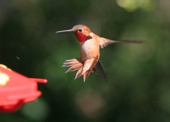 Hummer Time!