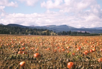 Punkin Patch