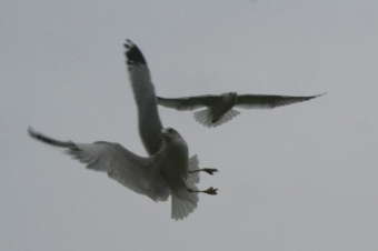 stunt gulls