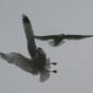 stunt gulls