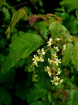 Poison Oak 