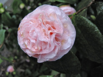 Icy Camelia