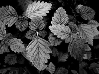 Spring Leaves