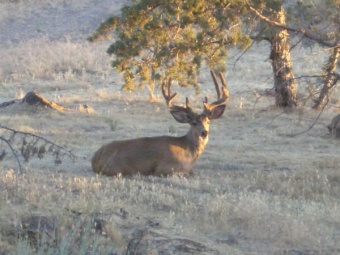 Nice Buck