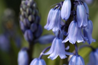 Blue Bells