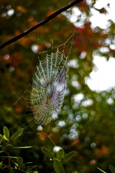 morning web