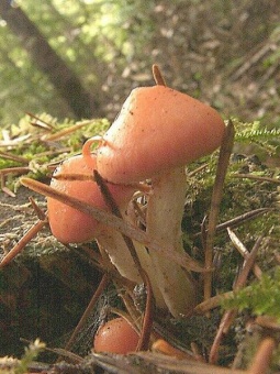 Tiny Mushroom