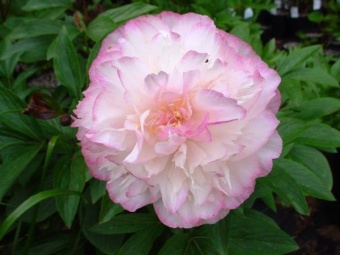 Peony 2