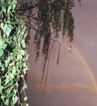 Rainbow Trees