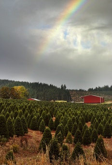 Tree Farm