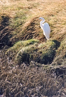 Egret