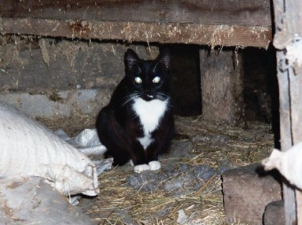 Cow Barn Tux