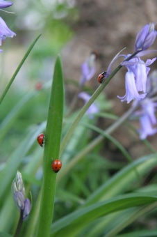 Ladybugs