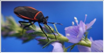 Milkweed Bug