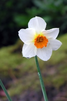 Spring Flowers