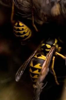 Yellow Jackets