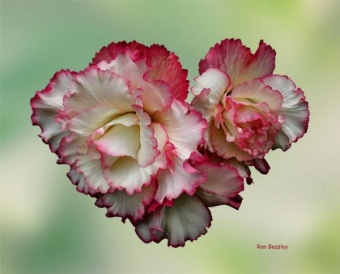 Begonia