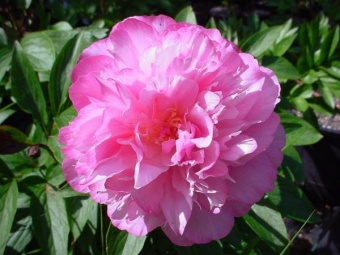 Peony