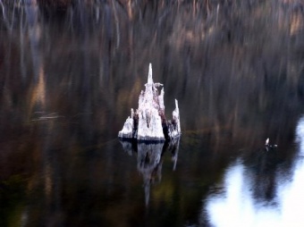 Lonely Stump