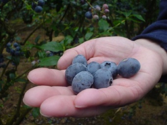 Blueberries