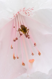 Rhododendron