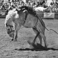 Bronc In B & W
