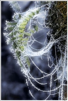 Frosty Fern