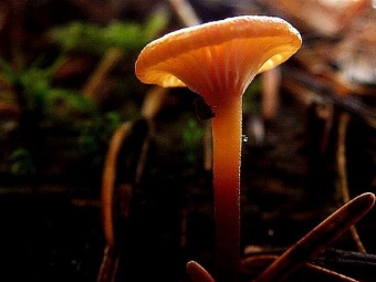 Mushroom