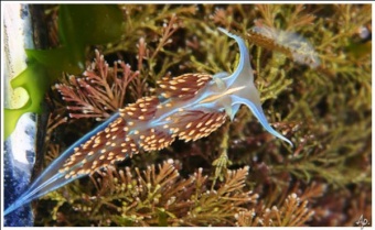 Nudibranch