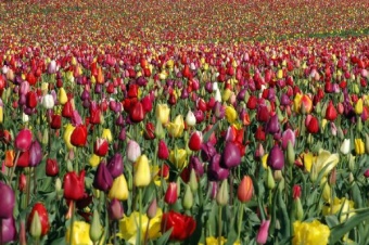 Tulip field