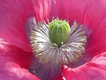 Poppy