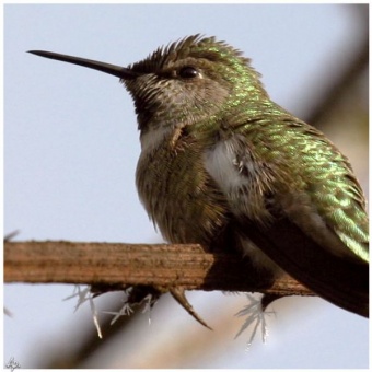 Frosty Hummer