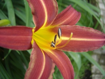 First Daylily