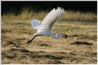 Egret With Prey