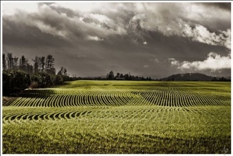 Comb The Fields