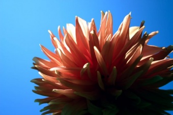 Summer Dahlia