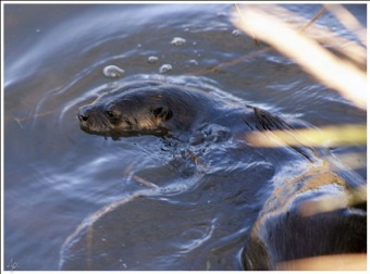 River Otter