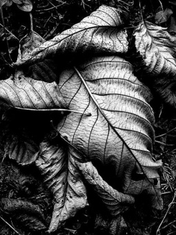 Alder Leaves