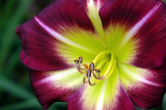 Another Daylily