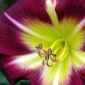 Another Daylily
