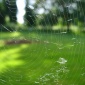 Spyder Web