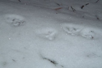 Tracks in Snow