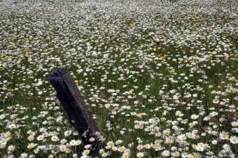 Daisy Field