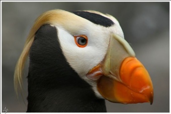 Tufted Puffin